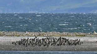 Detectan por primera vez virus de la gripe aviar en ping&uuml;inos de la Ant&aacute;rtida