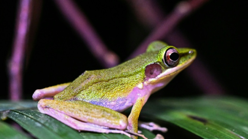 Malaisie: &agrave; la chasse &agrave; la grenouille dans la jungle de Born&eacute;o