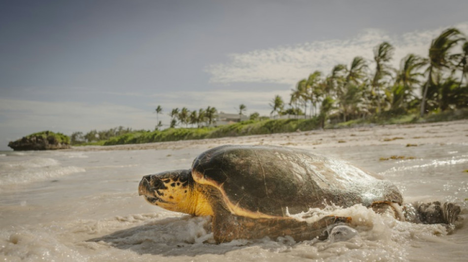 World leaders head to France for UN summit on ocean threats