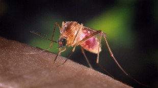 Iss, 312 i casi di West Nile confermati, letalit&agrave; in calo