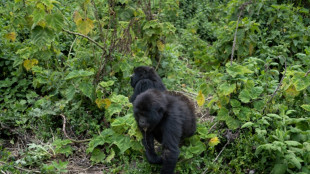 Gorilles en habitat surpeupl&eacute; au Rwanda : la moiti&eacute; des b&eacute;b&eacute;s tu&eacute;s par les m&acirc;les dominants
