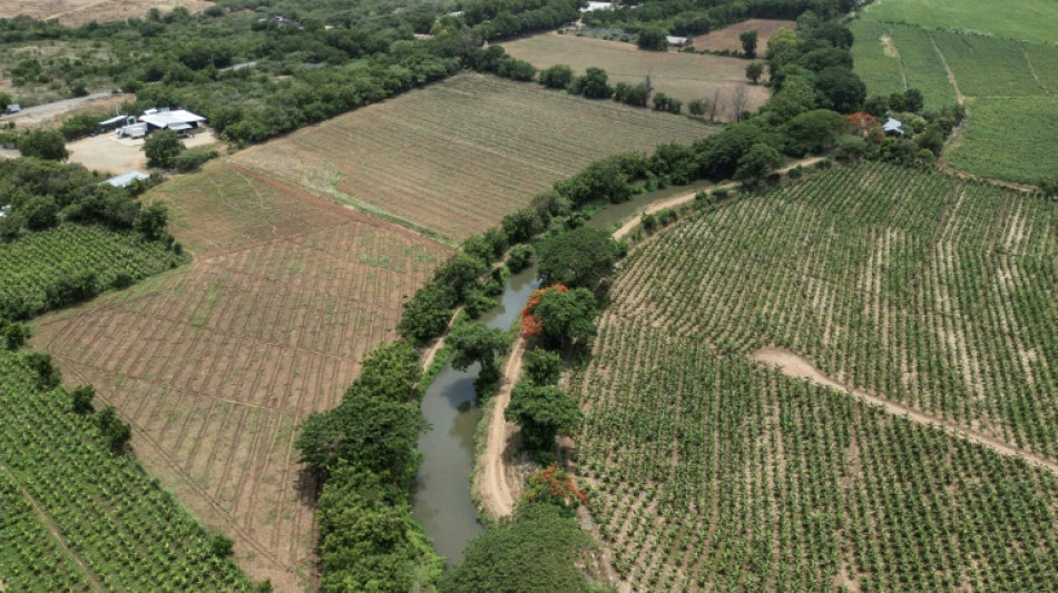 Agricultura, construção e turismo: deportação de haitianos afeta economia dominicana