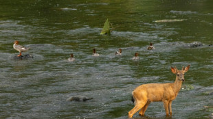 Wasserschutzpolizei rettet Reh aus Rostocker Hafenbecken