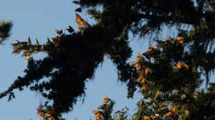 Mariposas monarca en peligro de extinci&oacute;n buscan sobrevivir en California