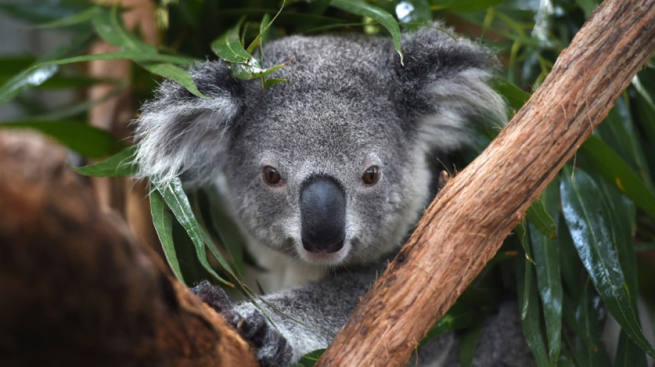 L'Australie consid&egrave;re les koalas "en danger"