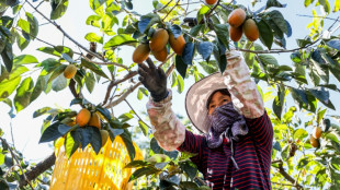 A Ta&iuml;wan, la lutte des producteurs de kakis face au changement climatique