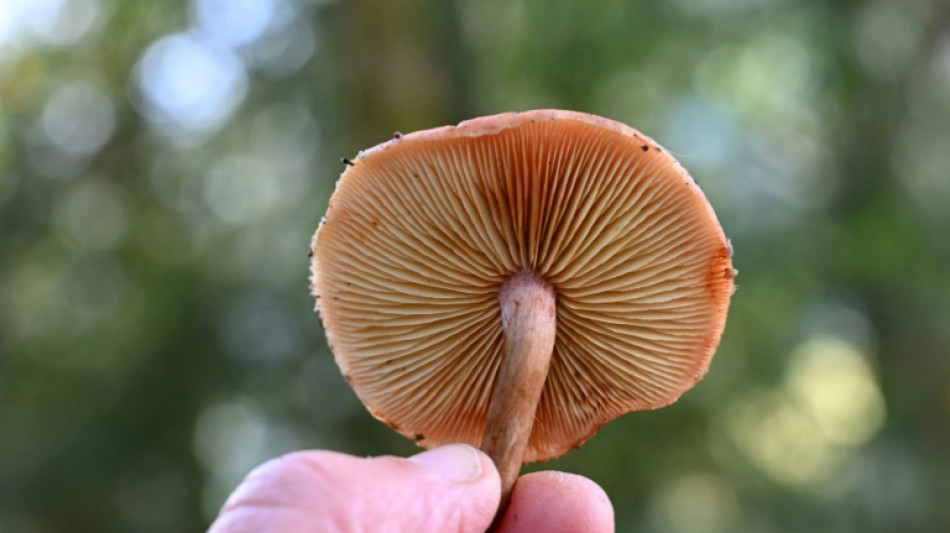 Hundreds of fungi species threatened with extinction: IUCN