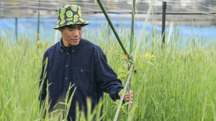 "Repartir de z&eacute;ro": &agrave; Fukushima, des kiwis comme symbole de renouveau