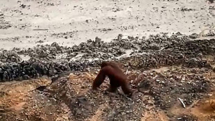 Indon&eacute;sie: quand un orang-outan se perd dans une mine &agrave; ciel ouvert