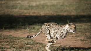 India acoge de nuevo a los guepardos, 70 a&ntilde;os despu&eacute;s de que se extinguieran