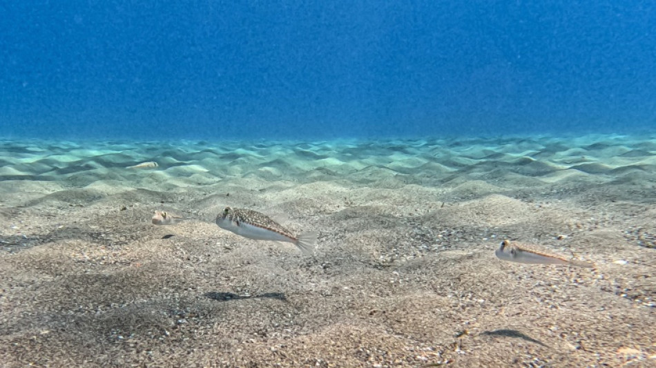 Greek fishermen struggle to keep up with pufferfish invaders