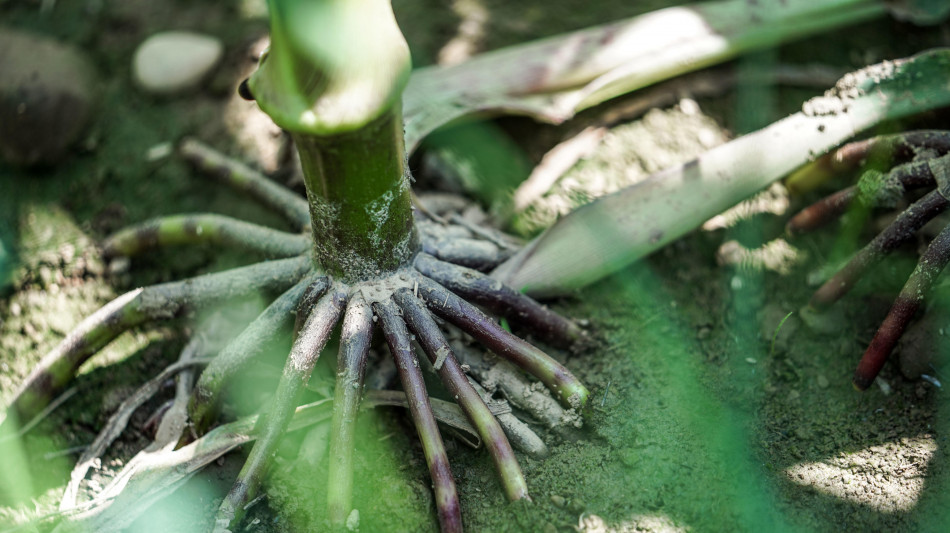Scoperto l'interruttore che guida le radici alla ricerca d'acqua