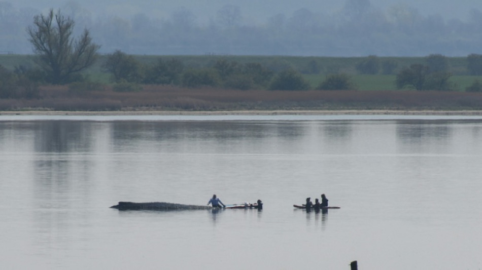 Wal in Not: Rettungsversuch vor Ostseeinsel wird Samstag fortgesetzt