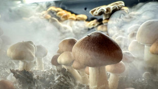 Nova Zelândia aprova uso medicinal de 'cogumelos mágicos'