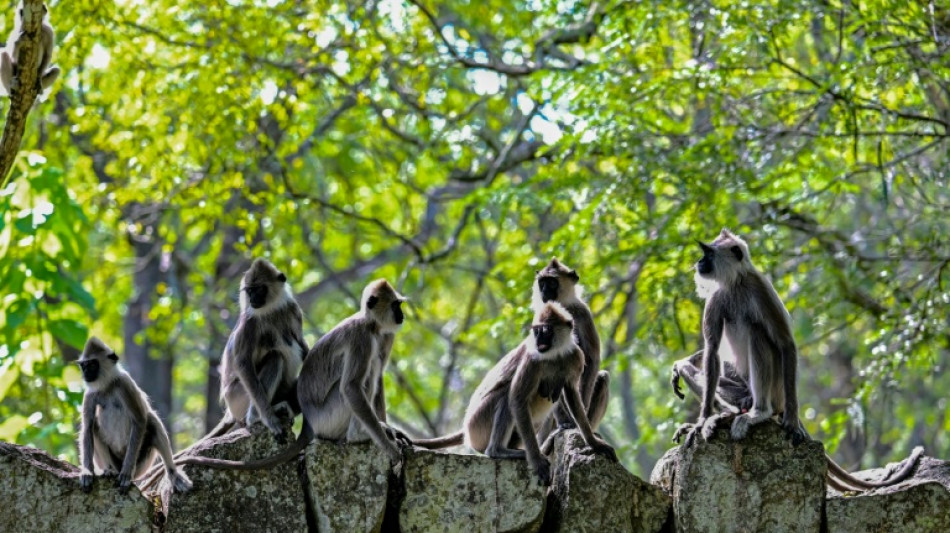 Monkey business delays Sri Lanka's wildlife survey
