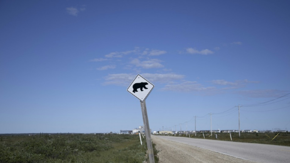 Urso ataca grupo escolar e deixa 11 feridos no Canadá