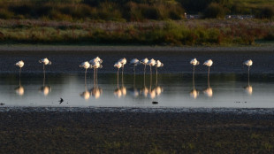 El agua del gran parque natural de Do&ntilde;ana desata una guerra pol&iacute;tica en Espa&ntilde;a