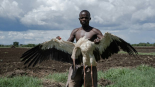 Ugandans kill migrating storks in desperation for food