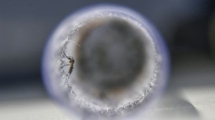 Dengue outpaces virus-blocking mosquitoes in Brazil