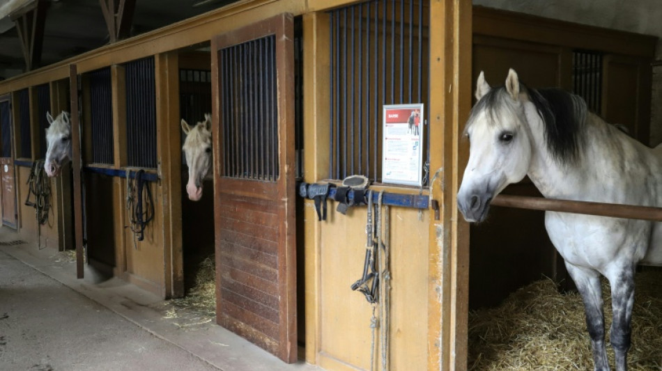 Rund 15 Pferde verenden bei Stallbrand in Bayern