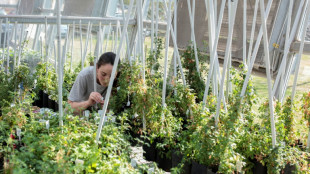 El viento sopla a favor de cultivos transg&eacute;nicos de Argentina