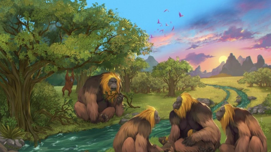 Auge y ca&iacute;da del mayor simio de todos los tiempos