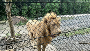 Scrutiny on Thai zoo grows after lion attack