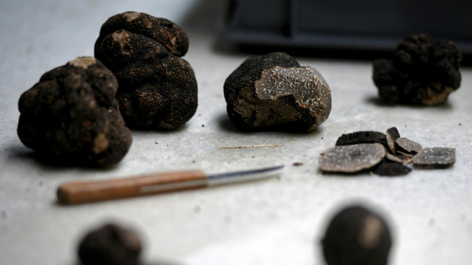 La truffe noire veut s&eacute;duire, sans se perdre