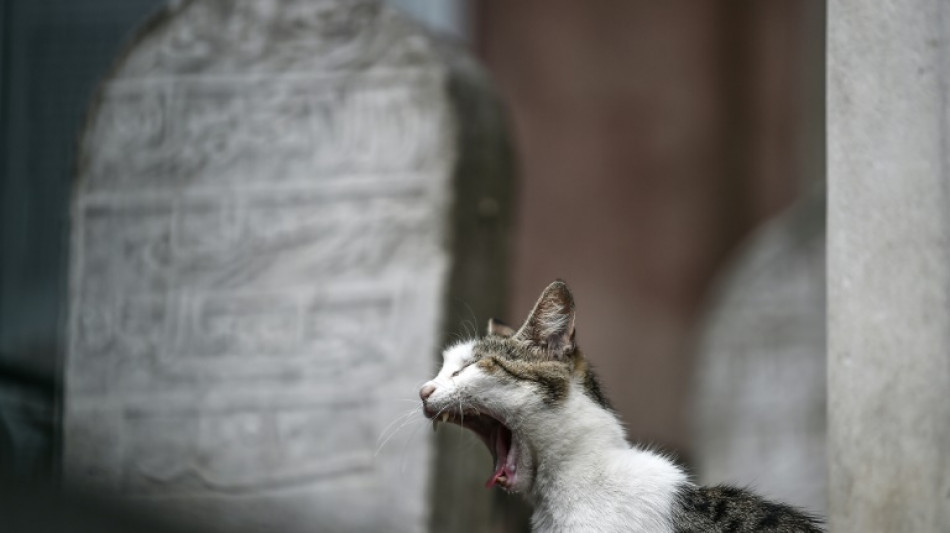 EU-Parlament will gegen Verstümmlung von Hunden und Katzen vorgehen