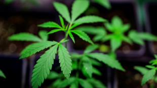 Polizei findet gro&szlig;e Cannabisplantage in Einfamilienhaus in Nordrhein-Westfalen
