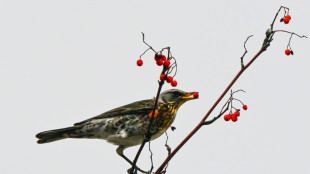 Vögel mögen es sauer: Evolution veränderte Rezeptor für sauren Geschmack