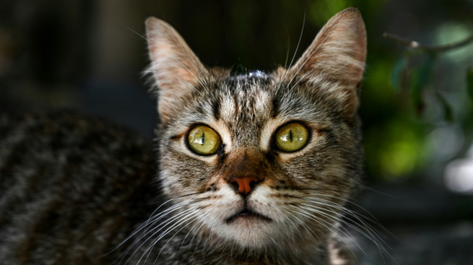 La polic&iacute;a espa&ntilde;ola investiga el posible envenenamiento de casi 50 gatos