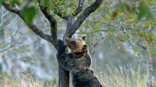 Gli orsi degli Appennini resi meno aggressivi dalla convivenza con gli umani