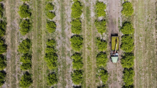 La naranja de Florida, una fruta emblem&aacute;tica en crisis 