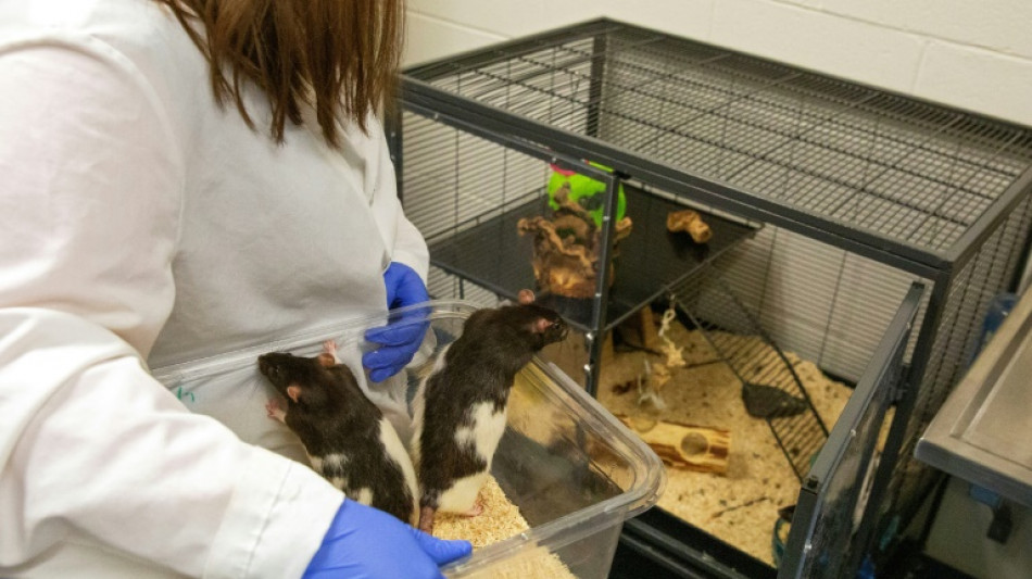 Las ratas reaccionan al ritmo de la m&uacute;sica, revela un estudio japon&eacute;s