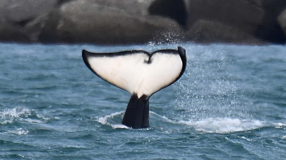 Il primo 'bacio alla francese' tra due orche selvatiche