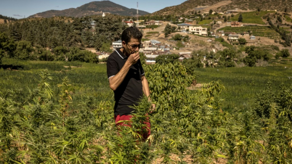 Maroc: dans le Rif, la production de cannabis m&eacute;dical attendue comme un rem&egrave;de
