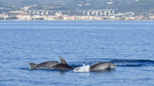 I delfini dell'Adriatico sempre pi&ugrave; dipendenti dai pescherecci per il cibo