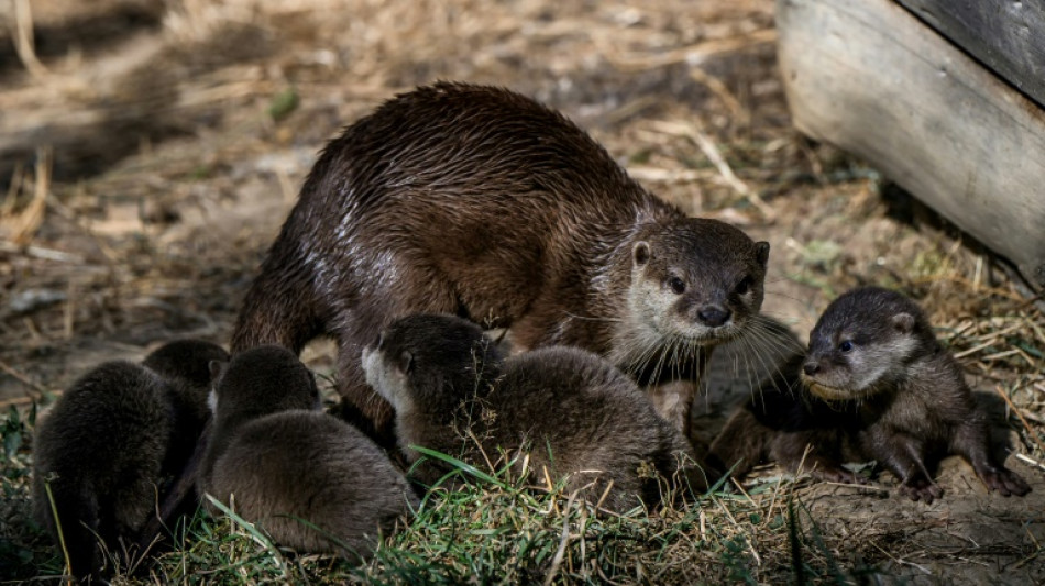 Quatre b&eacute;b&eacute;s loutres naines d'Asie au parc animalier d'Auvergne