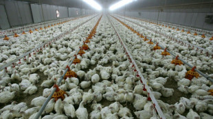 Espa&ntilde;a registra un caso leve de gripe aviar en humanos