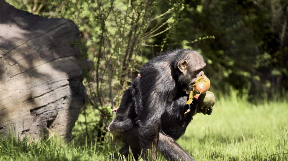 La capacit&agrave; di metabolizzare l'alcol ereditata dalle scimmie