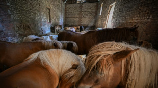 D'âne du pauvre à compagnon des enfants, comment le poney a "sauvé l'équitation"