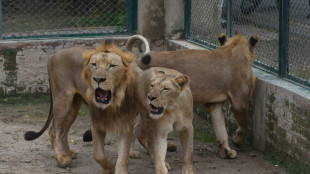 Zool&oacute;gico de Pakist&aacute;n cancela subasta de leones y planea expansi&oacute;n