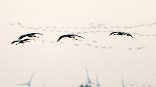 Brandenburg registriert bislang größten Vogelgrippeausbruch bei Kranichen