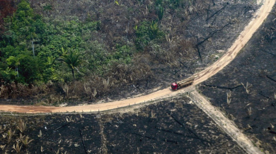 Brasil responde a menos del 3% de las alertas de deforestaci&oacute;n, seg&uacute;n informe