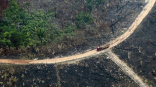 Brasil responde a menos del 3% de las alertas de deforestaci&oacute;n, seg&uacute;n informe