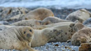 Nach Robbensterben auf Rügen: Landesregierung plant Auflagen für Fischreusen