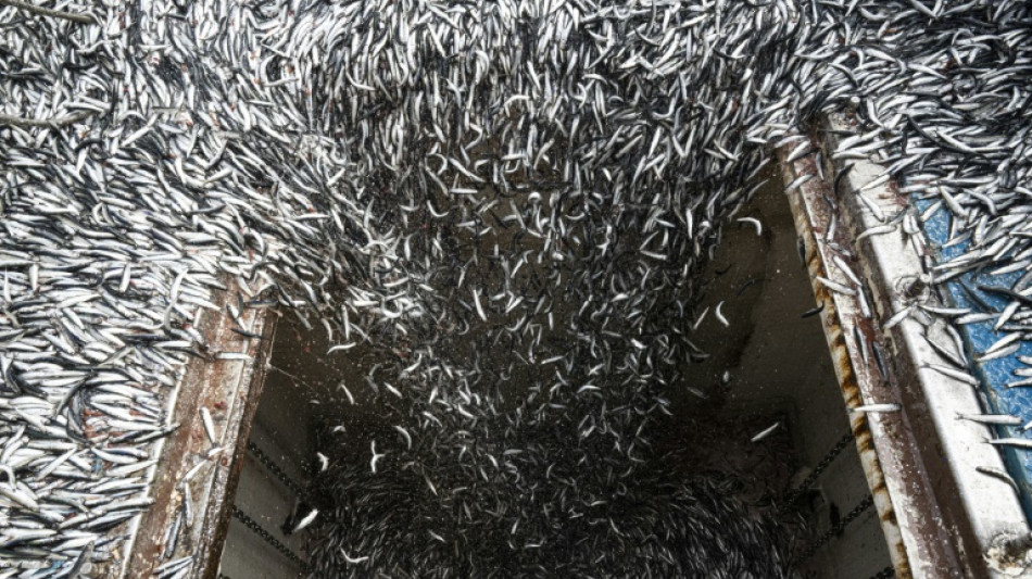 El Ni&ntilde;o amea&ccedil;a fazer naufragar ind&uacute;stria pesqueira peruana