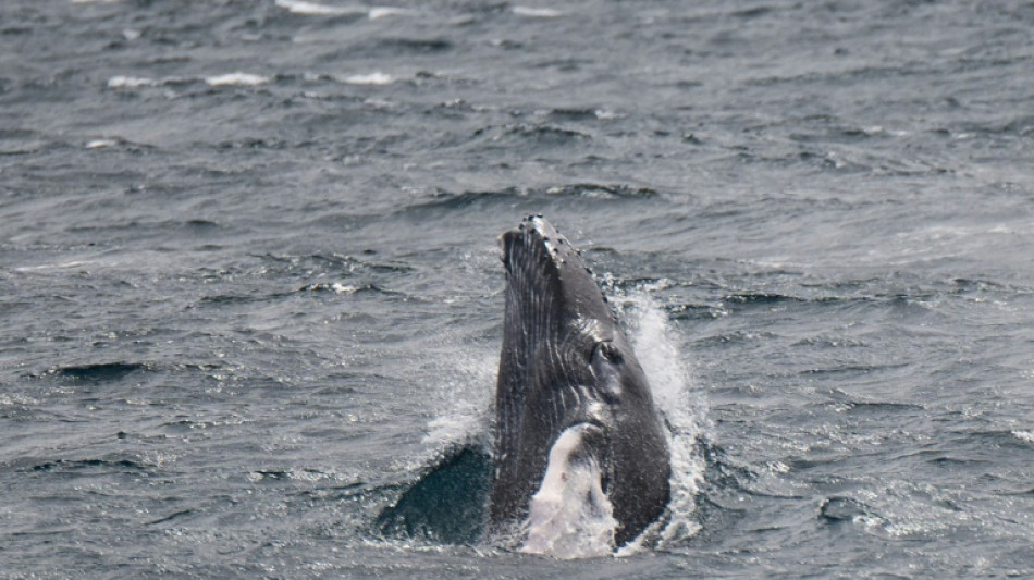 Zoll in Schleswig-Holstein st&ouml;&szlig;t bei Reisenden vermehrt auf Walsalami
