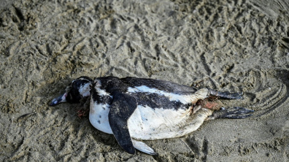 El ping&uuml;ino de Humboldt, "en peligro" en Chile, seg&uacute;n un nuevo informe